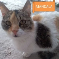 Adopta a Mandala