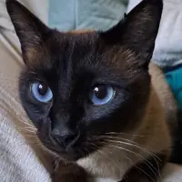 Adopta a Cielo