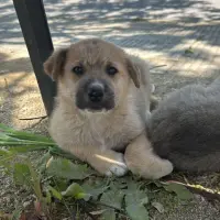 Adopta a Archie