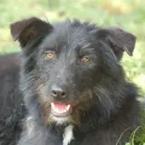 Adopta a Shiva
