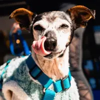 Adopta a Mila