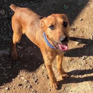 Ringo
