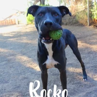Adopta a Rocko
