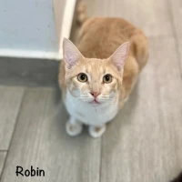 Adopta a Robin