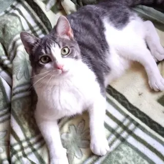 Charlie