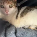 Adopta a Gemma