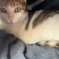 Adopta a Gemma
