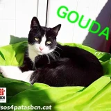 Adopta a Gouda