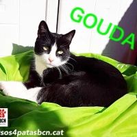 Adopta a Gouda