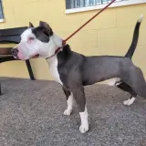 Adopta a Altzairua