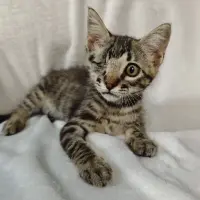 Adopta a Jack