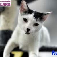 Adopta a Rachel