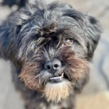 Adopta a Ewok