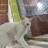 Adopta a Bonic
