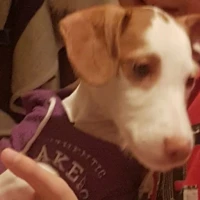 Adopta a Pomodoro