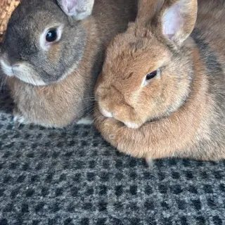 Estel Y Sienna