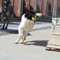 Adopta a Marga