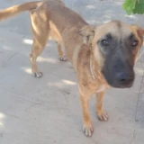 Adopta a Ancla