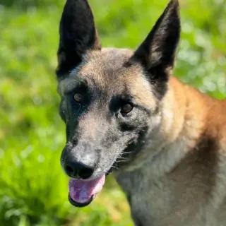 Ares
