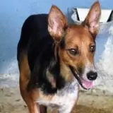 Adopta a Creta
