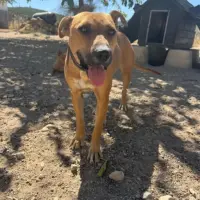 Adopta a Luna Perrita Muy Sociable Tlf 645978718