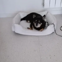 Adopta a Roko