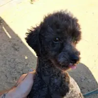 Adopta a Fiona