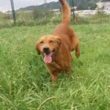 Adopta a Toffee