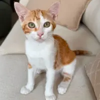 Adopta a Bob