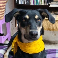 Adopta a Trisha