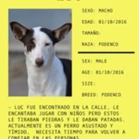 Adopta a Luc