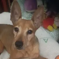Adopta a Brownie