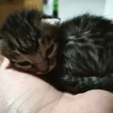 Adopta a Alma