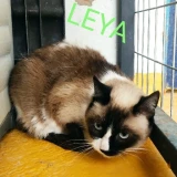 Adopta a Leya