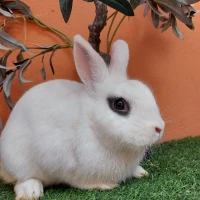 Adopta a Cotton