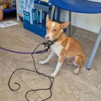 Adopta a Teresa, 6 Kg, Tlf 645978718