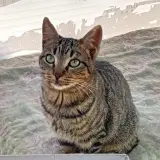 Adopta a Twiggy