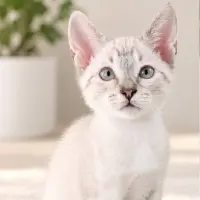 Adopta a Lea