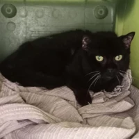 Adopta a Negrita