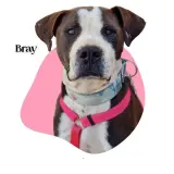 Adopta a Bray