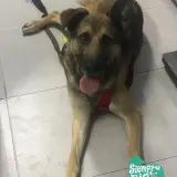 Adopta a Zar