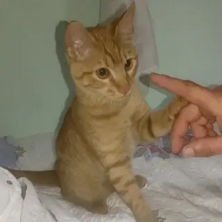 Mirlo