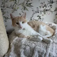Adopta a Caramelo