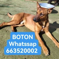 Adopta a Bollo
