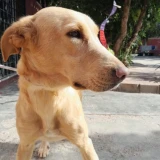 Adopta a Scarlett