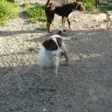 Adopta a Lula