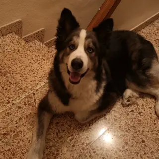 Thor