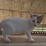 Adopta a Kai