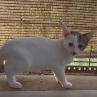 Adopta a Kai