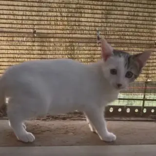 Kai